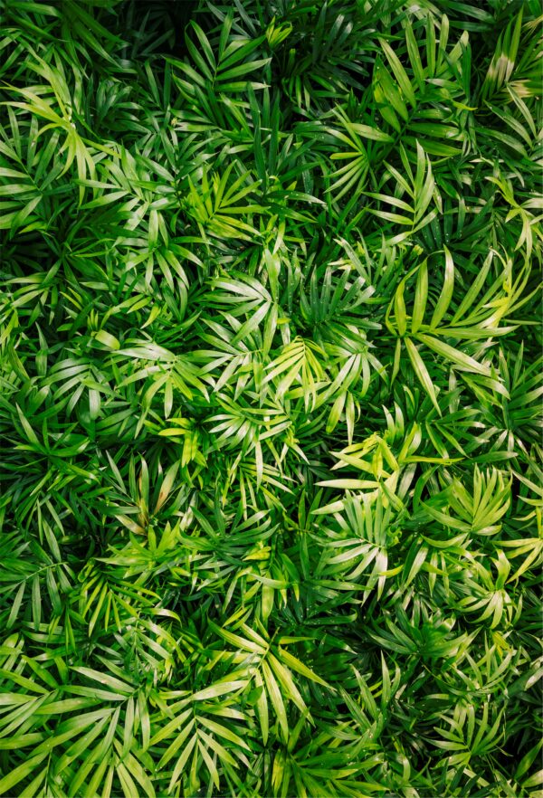Mural Nº 26 - Imagen 2